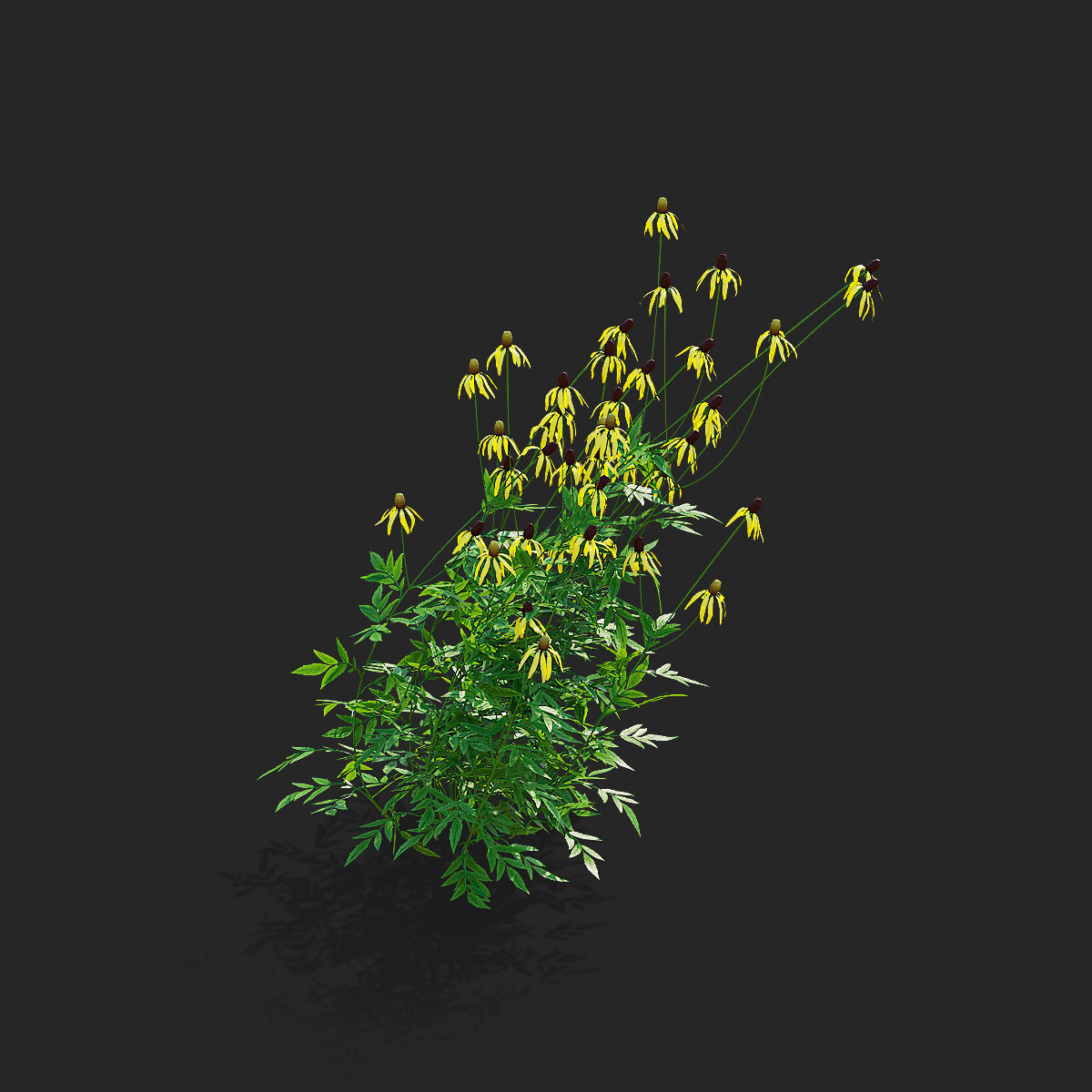 Ratibida pinnata flower 3D model_7