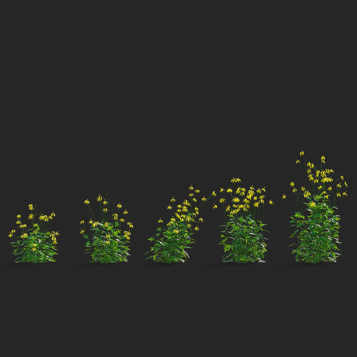 Ratibida pinnata flower 3D model_4