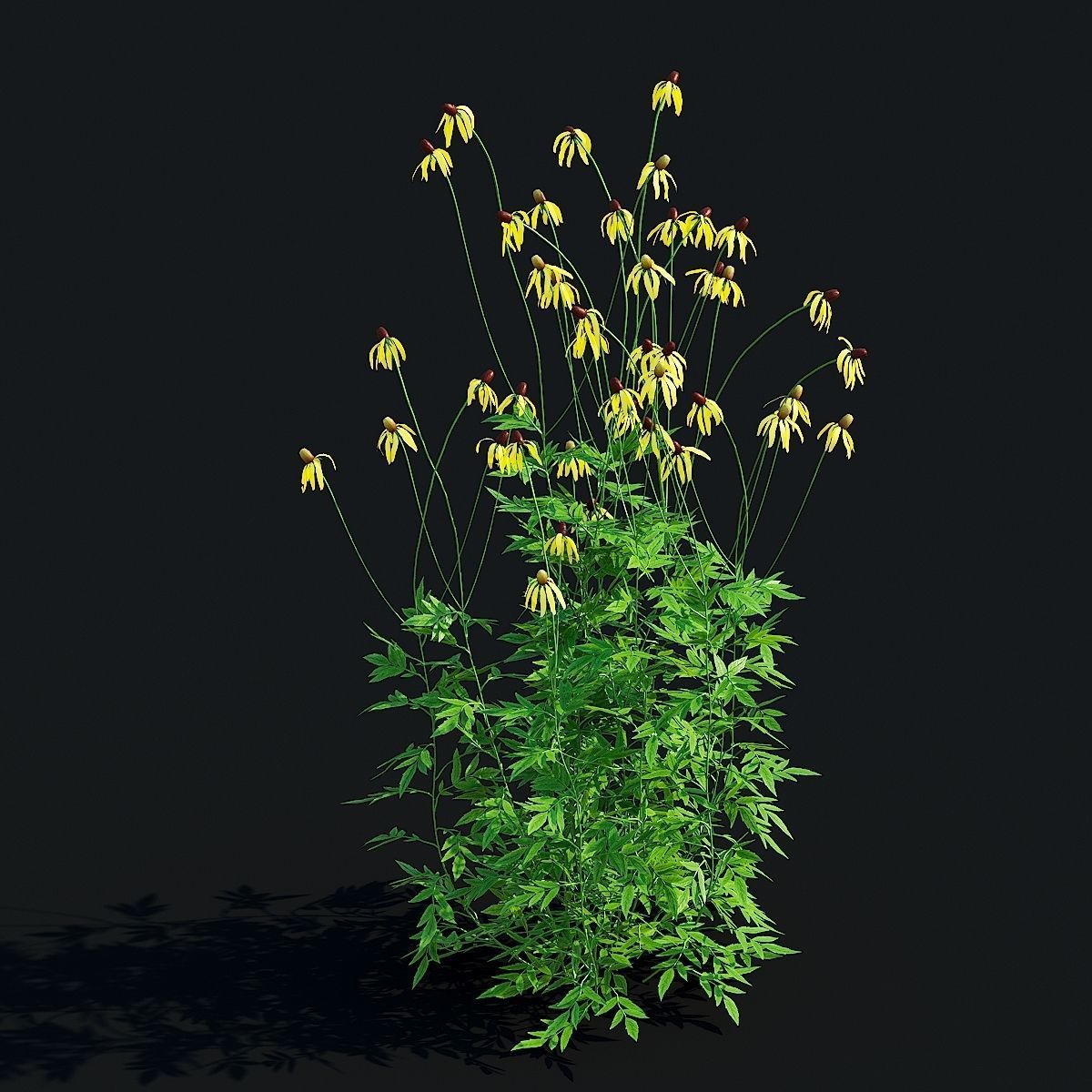 Ratibida pinnata flower 3D model_5