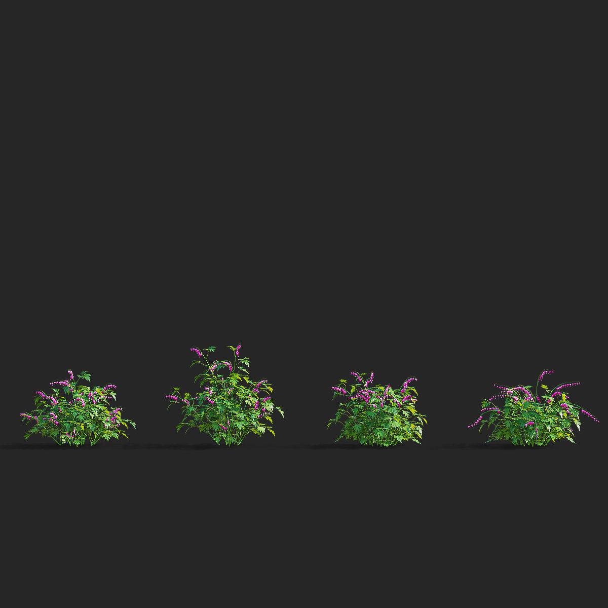 Dicentra spectabilis flower 3D model_4