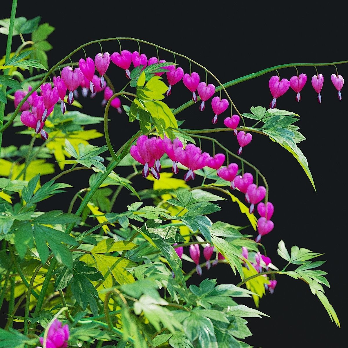 Dicentra spectabilis flower 3D model_9