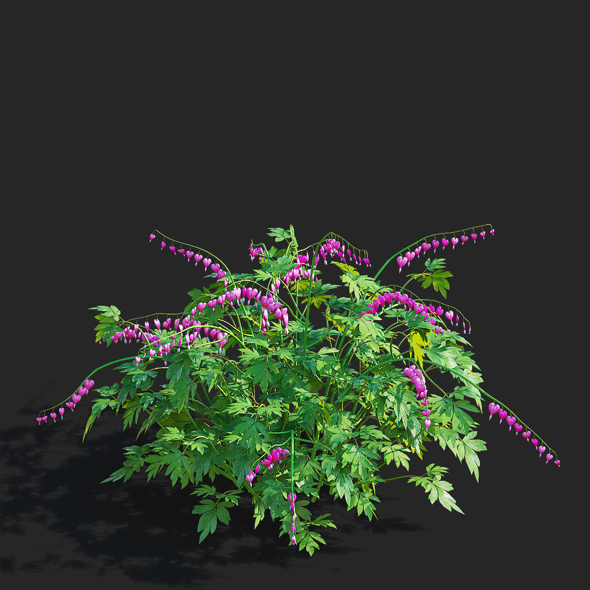 Dicentra spectabilis flower 3D model_2