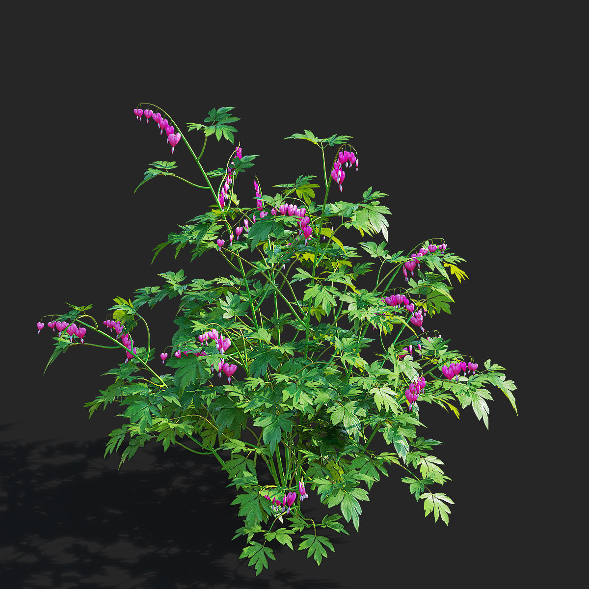 Dicentra spectabilis flower 3D model_6