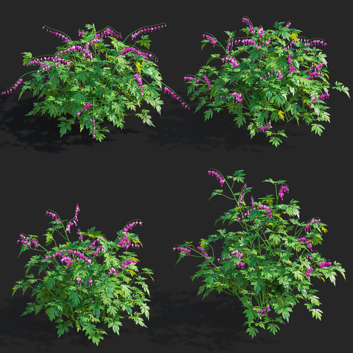 Dicentra spectabilis flower 3D model_1