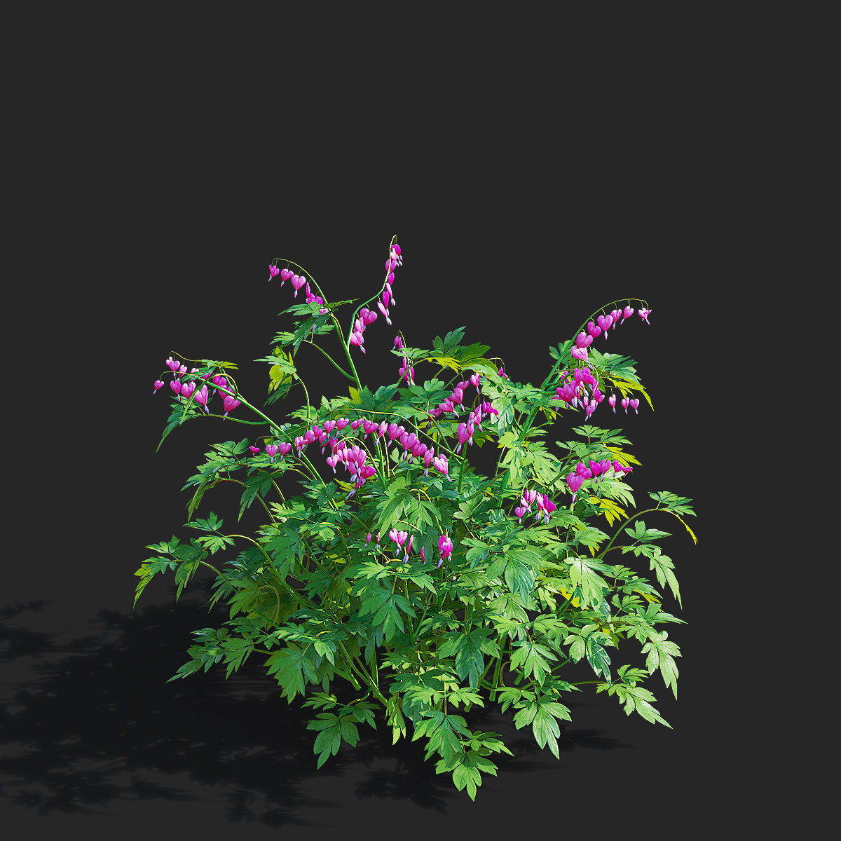 Dicentra spectabilis flower 3D model_5
