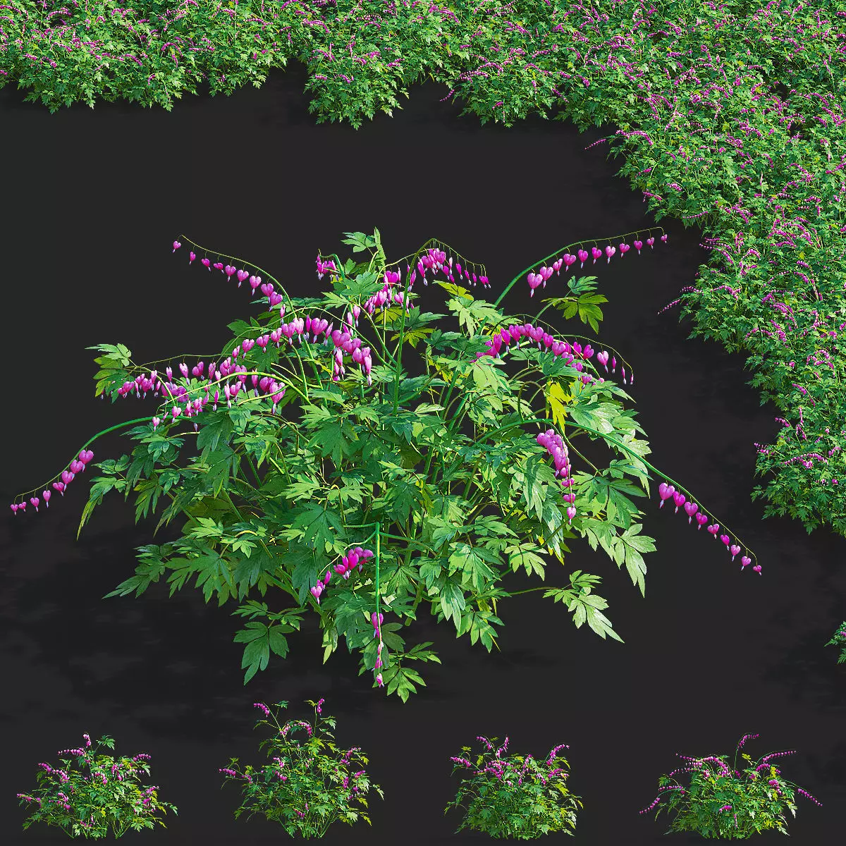 Dicentra spectabilis flower 3D model_0