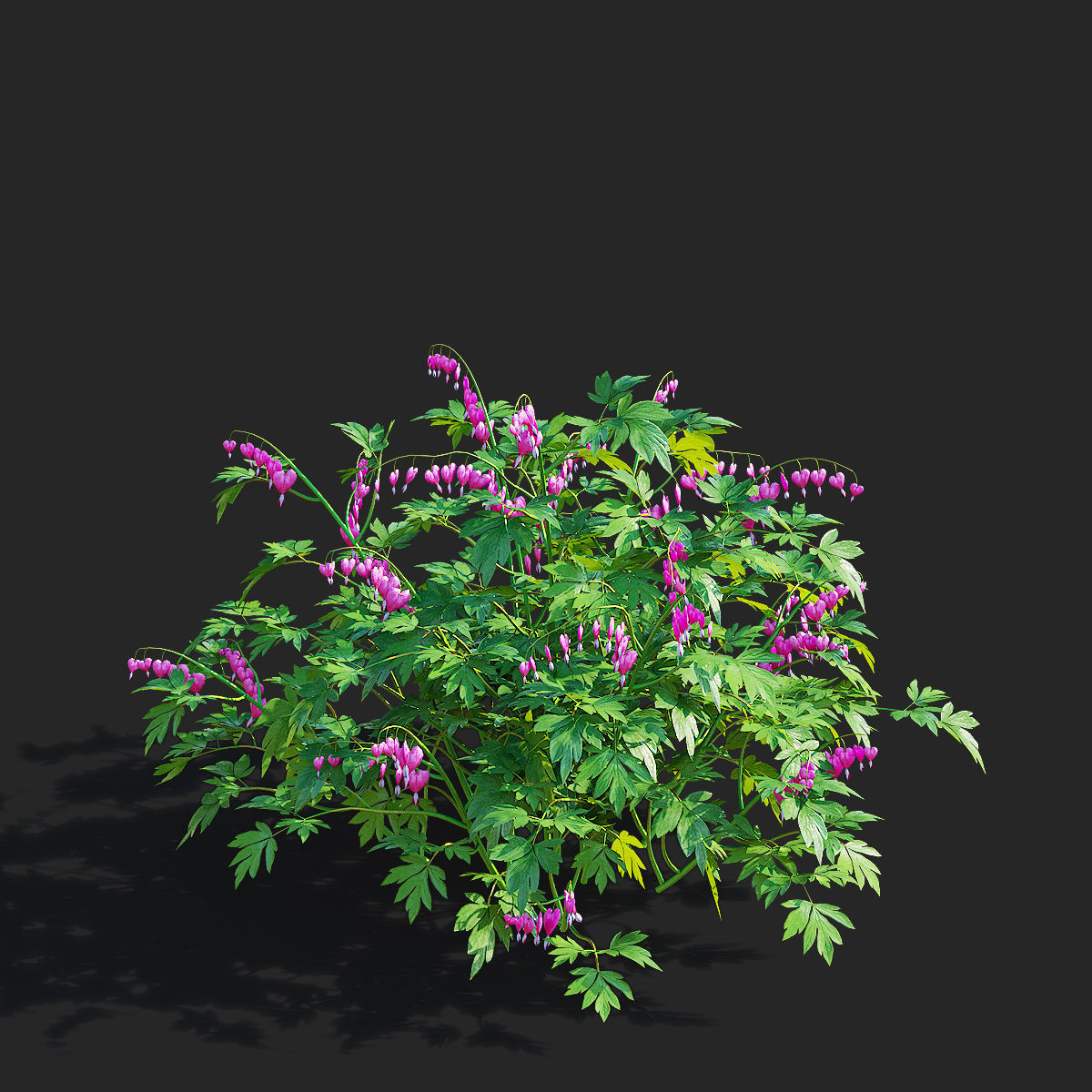 Dicentra spectabilis flower 3D model_7