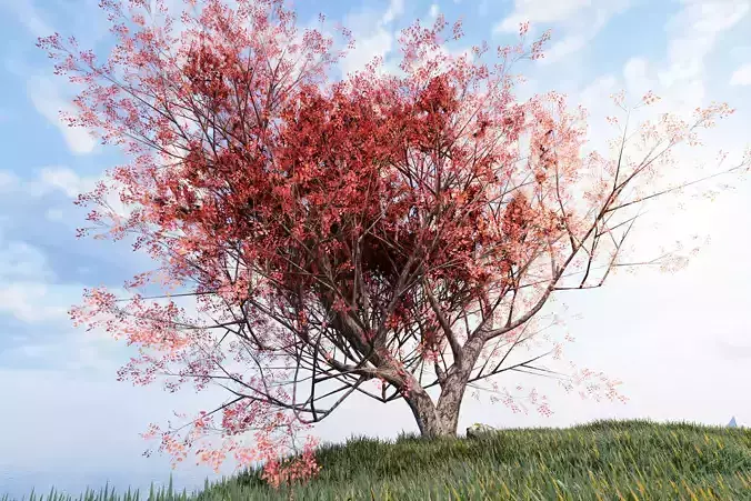 Maple tree 01 Low-poly 3D model