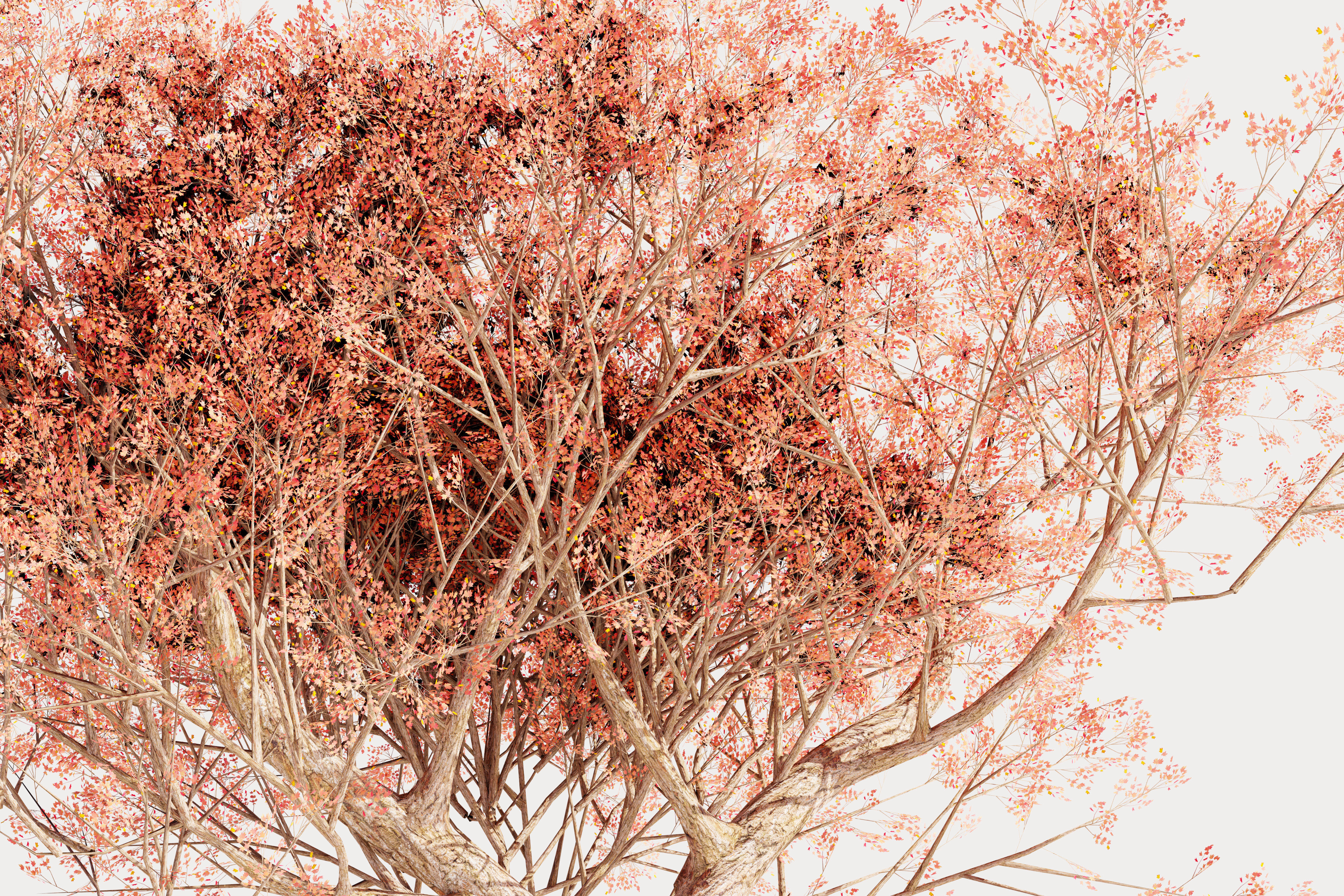 Maple tree 01 Low-poly 3D model_4