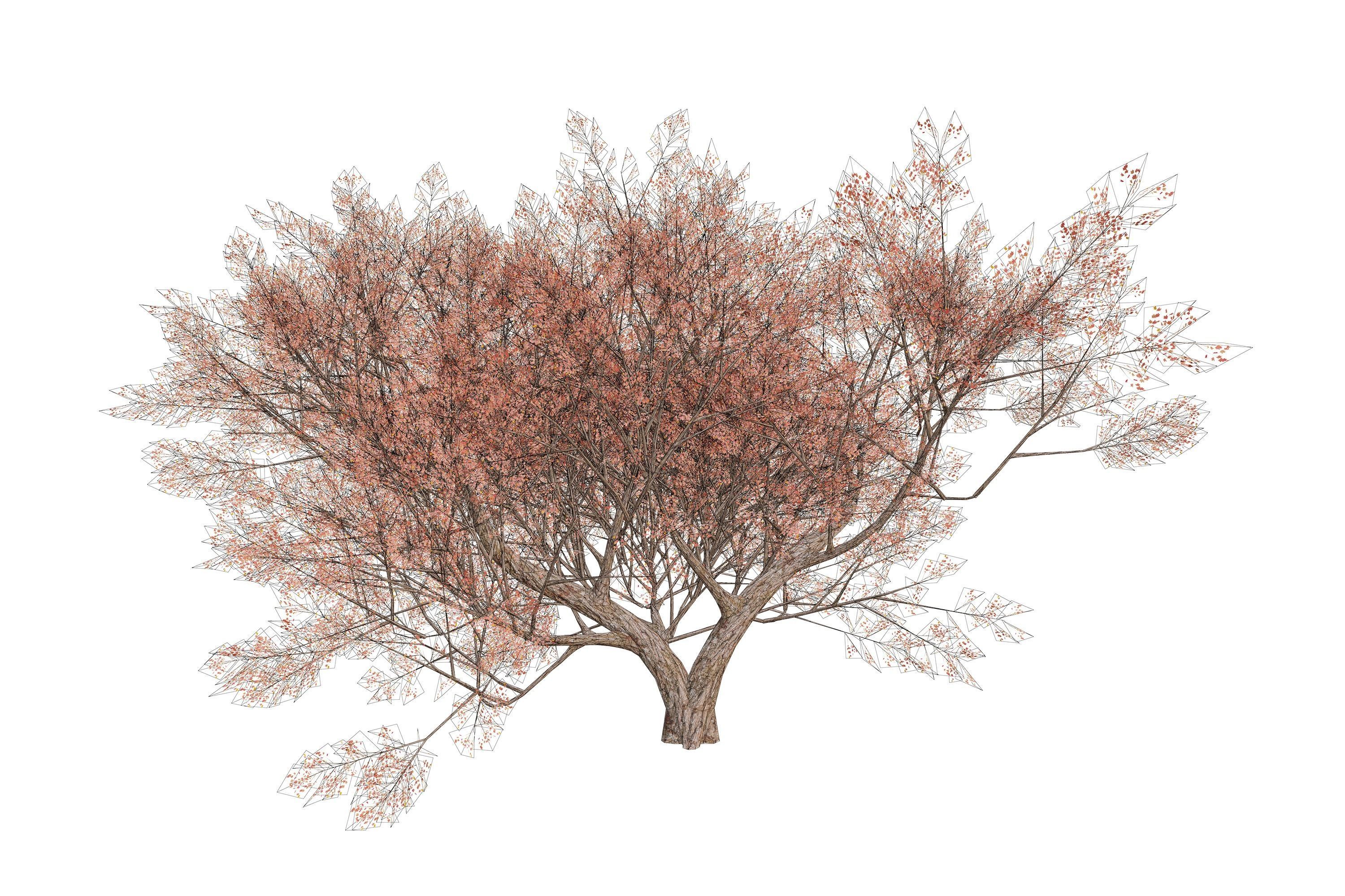Maple tree 01 Low-poly 3D model_16