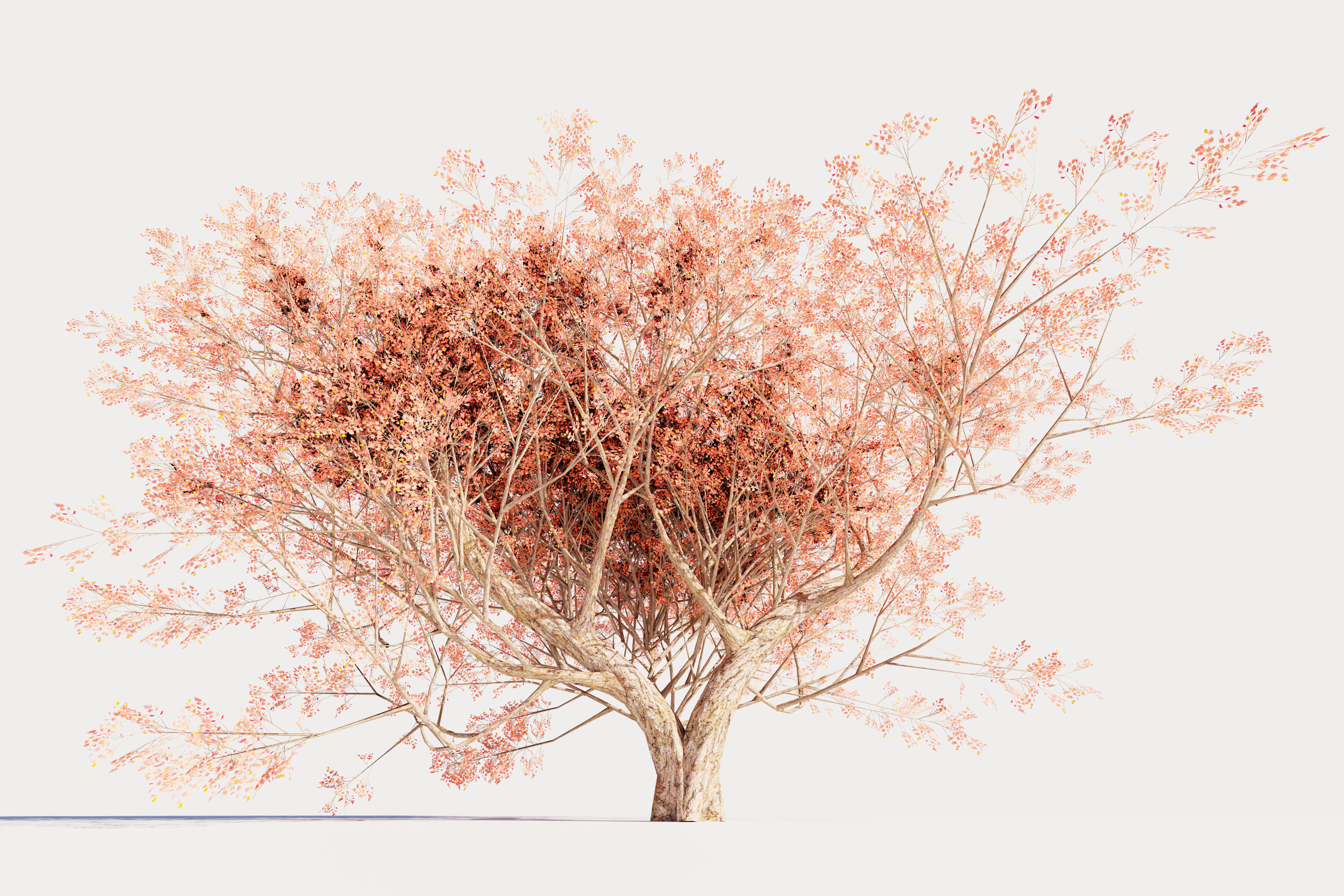 Maple tree 01 Low-poly 3D model_5