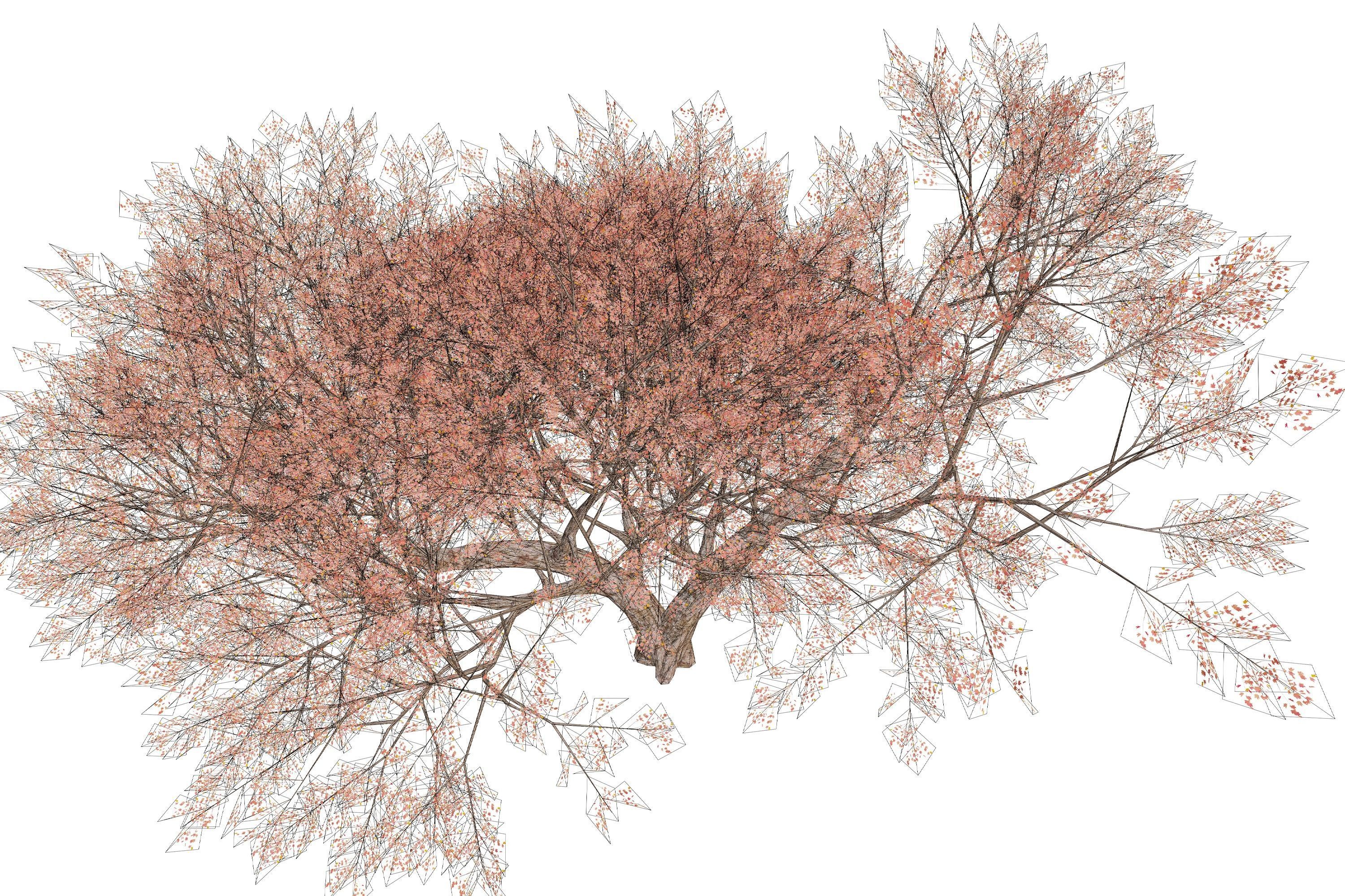 Maple tree 01 Low-poly 3D model_18