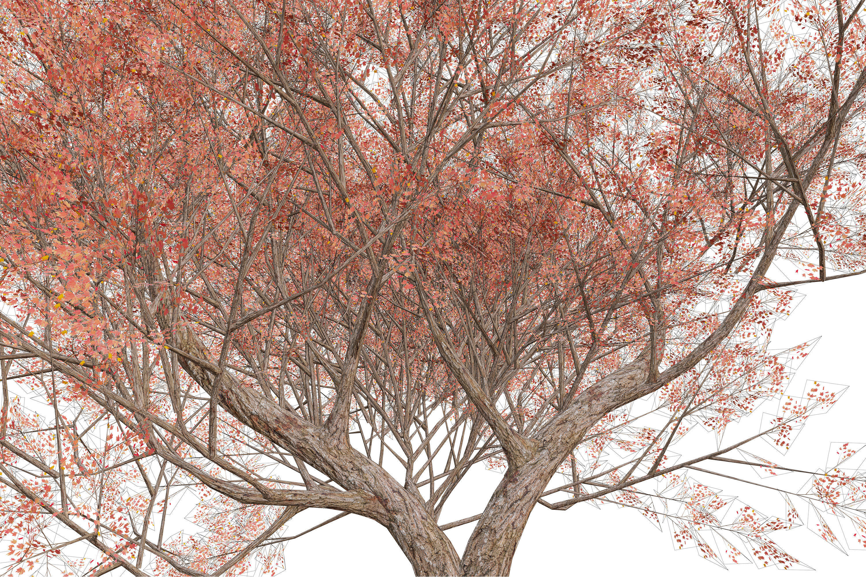 Maple tree 01 Low-poly 3D model_17