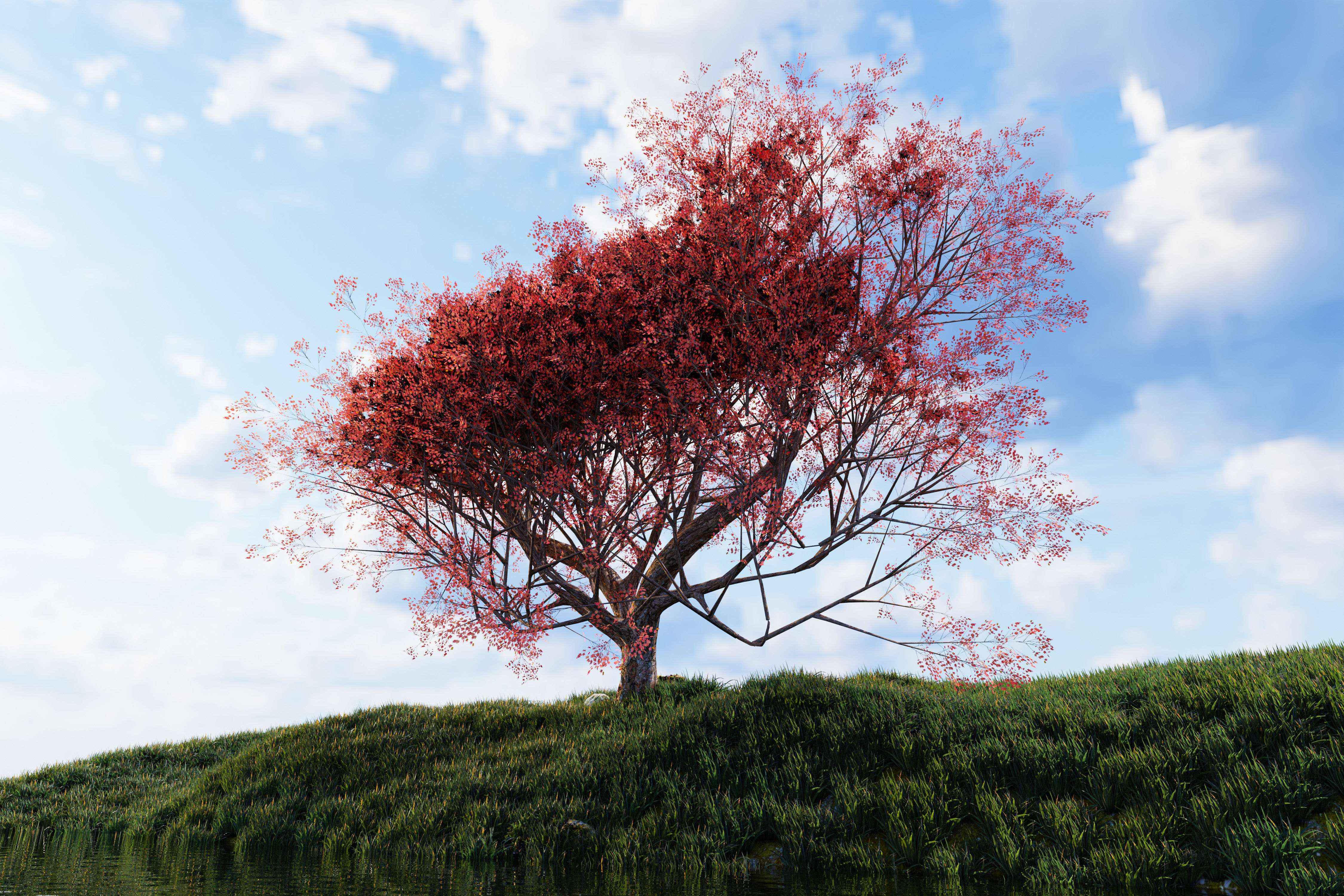 Maple tree 01 Low-poly 3D model_1