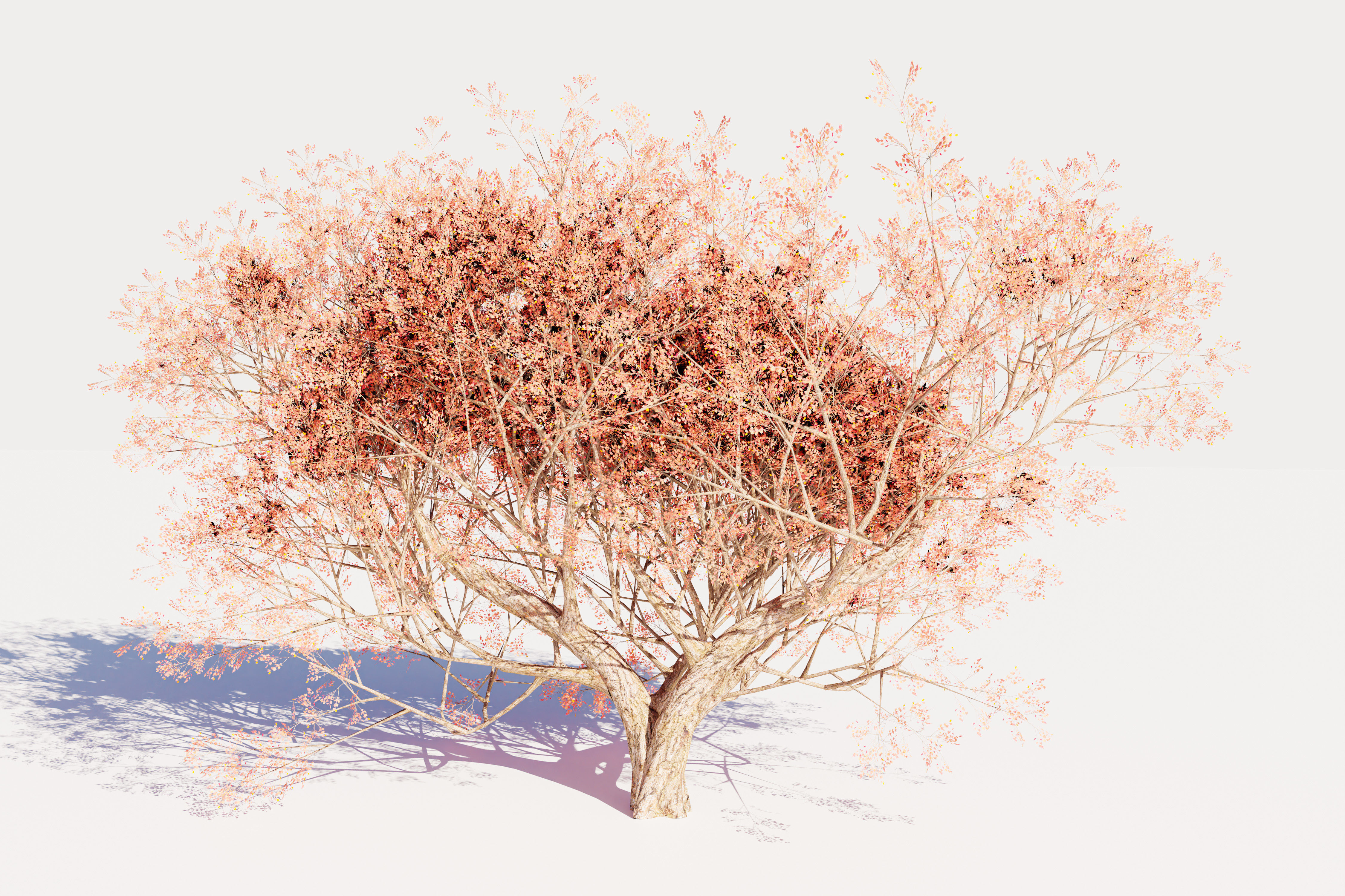 Maple tree 01 Low-poly 3D model_3