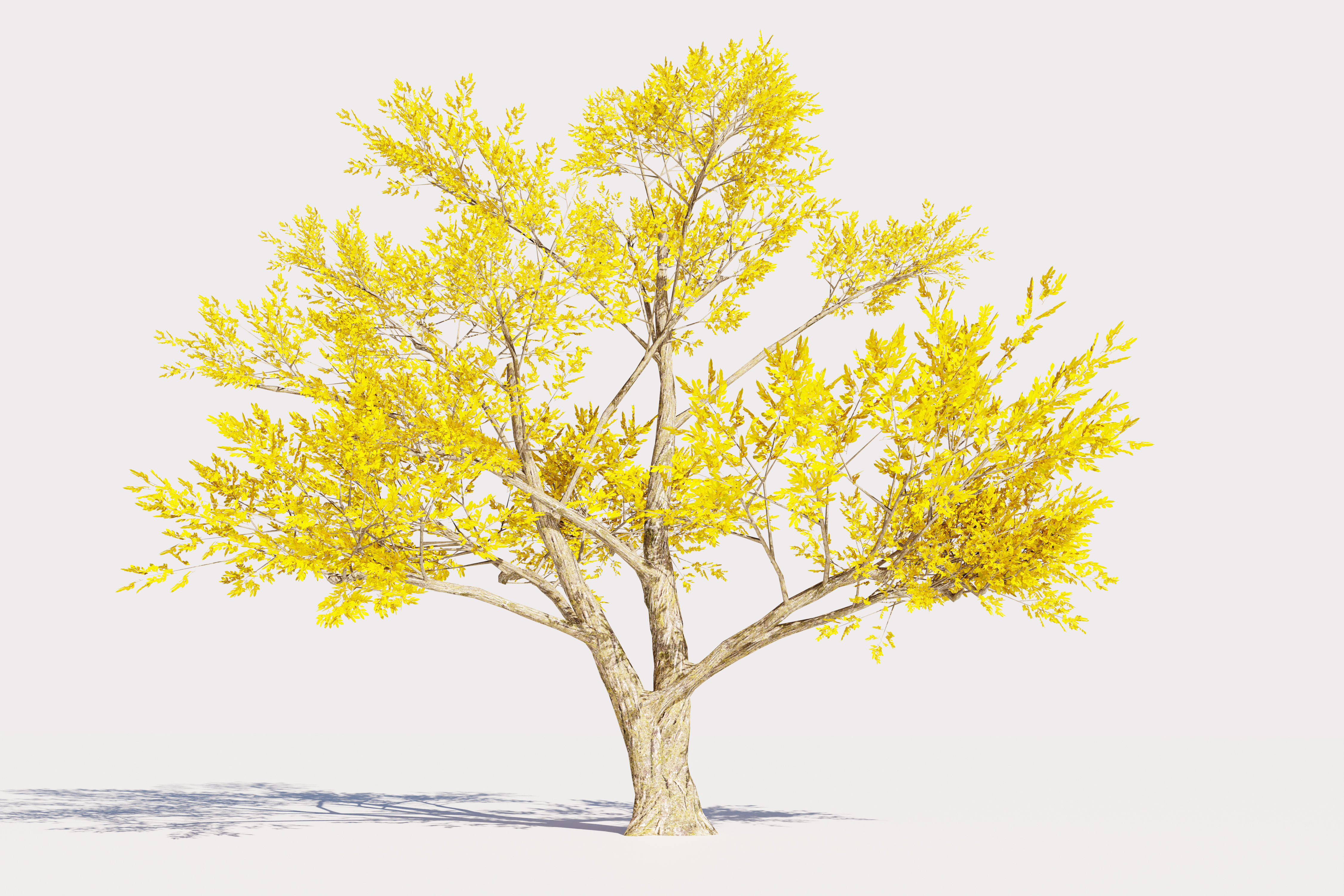 Trees collection Low-poly 3D model _15