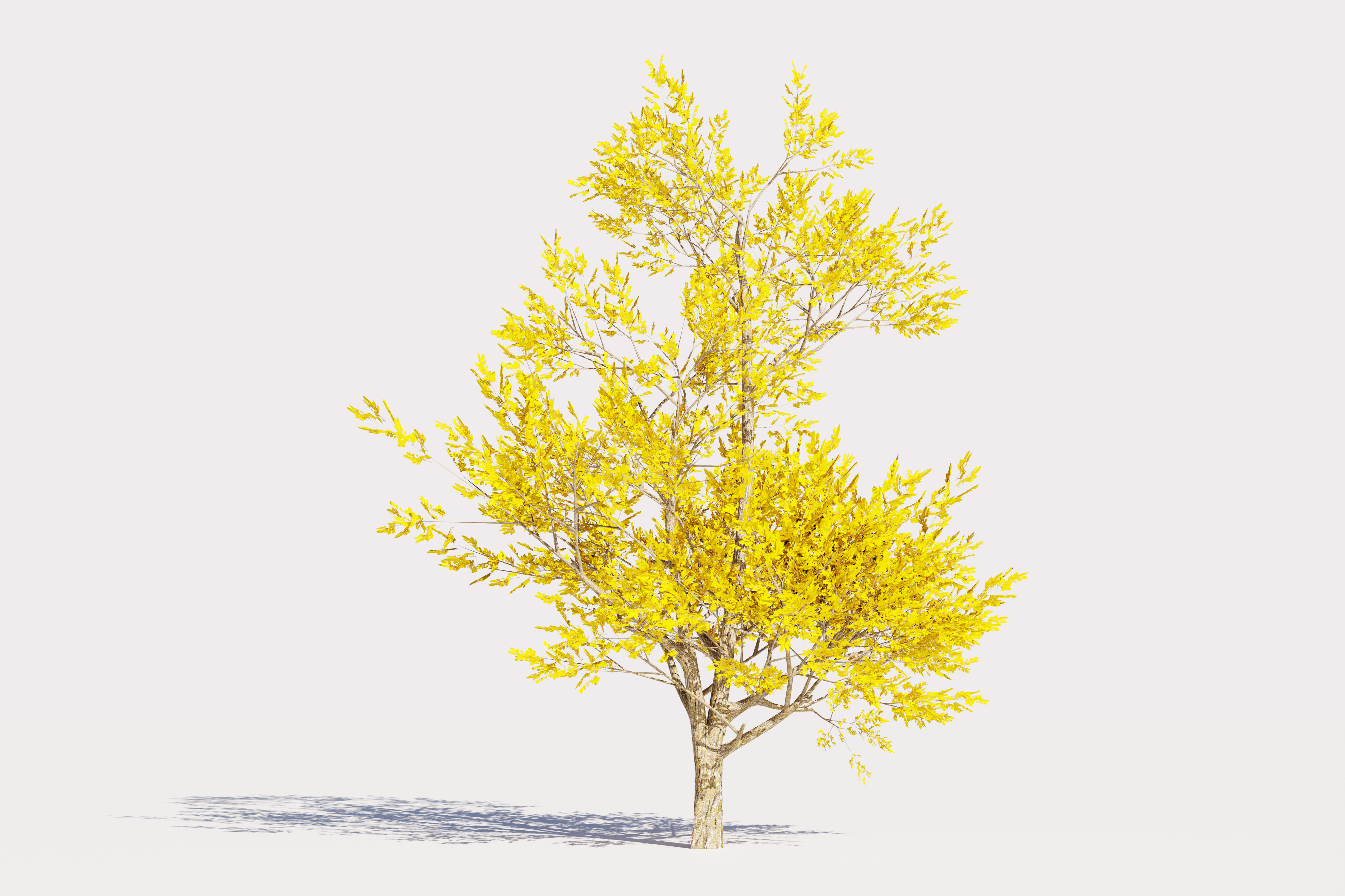 Trees collection Low-poly 3D model _14