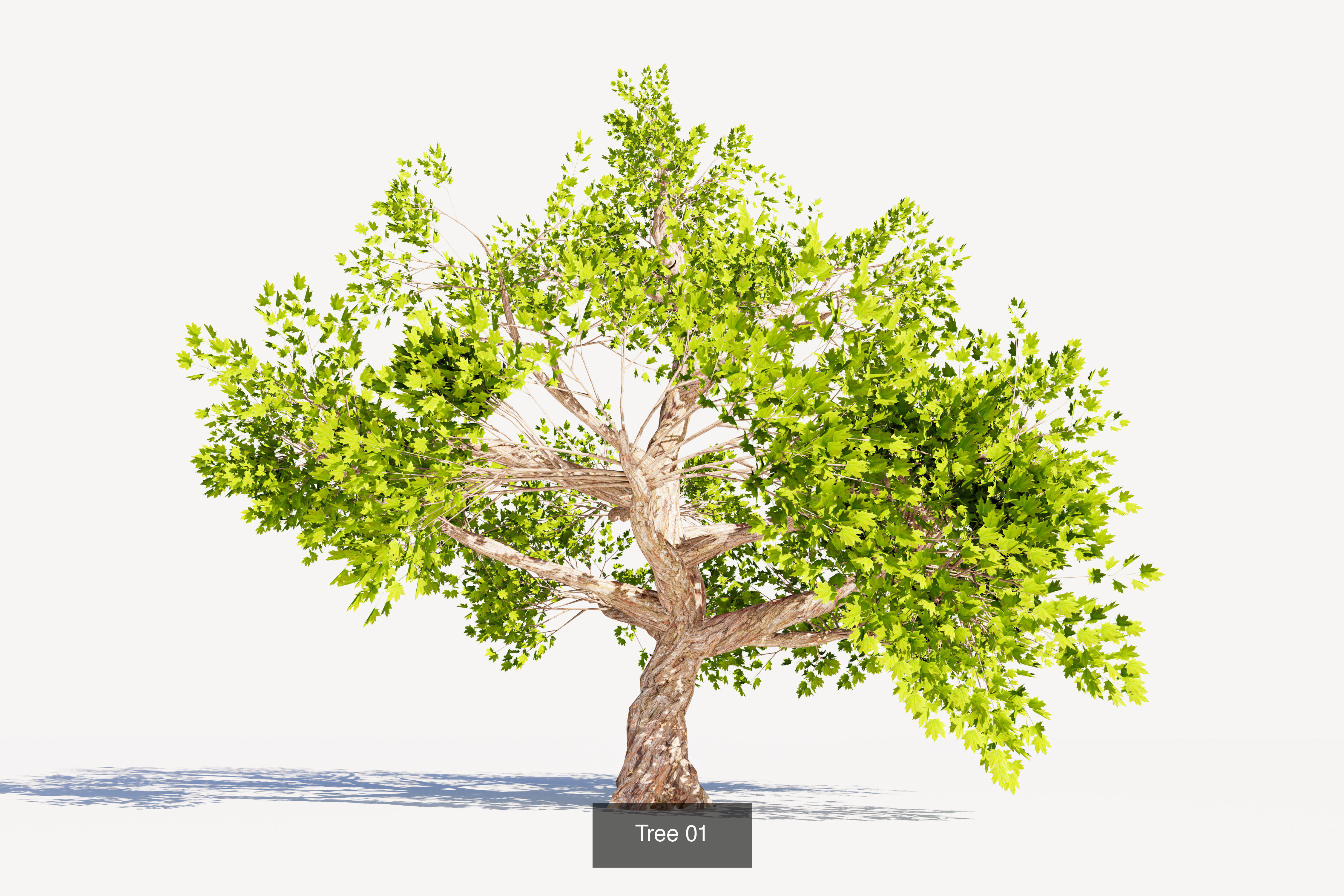 Trees collection Low-poly 3D model _3