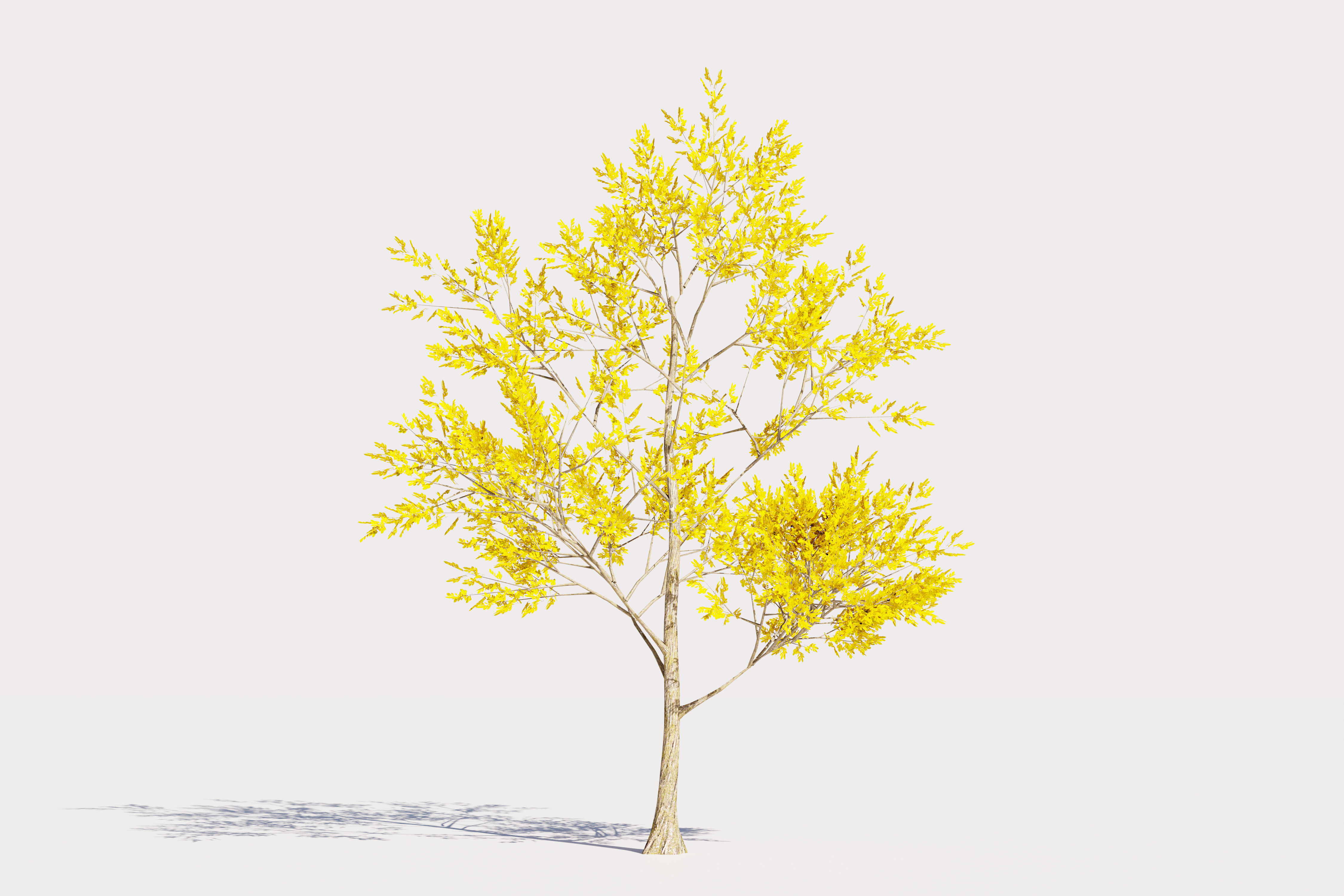 Trees collection Low-poly 3D model _13