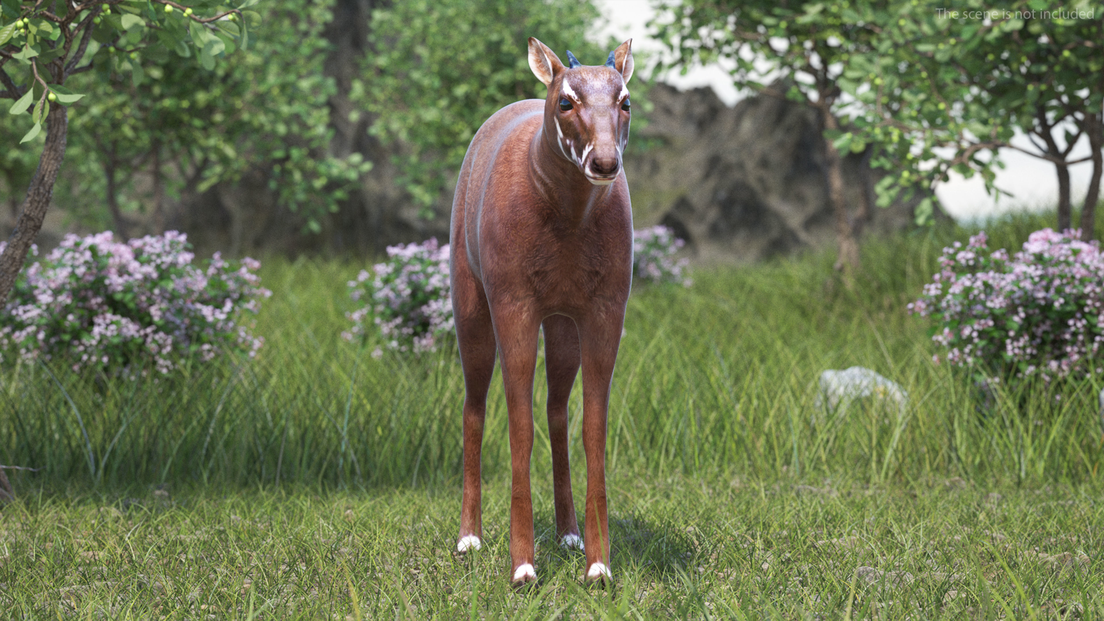 Saola Rigged for Cinema 4D 3D model