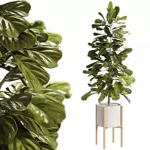 Indoor Plants - 27 Plant in pot 3D model