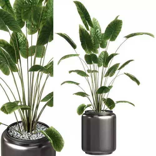 Indoor Plants - 28 Plant in pot 3D model