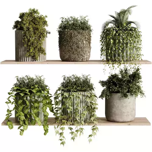 indoor plants - 29 hanging plant in pot