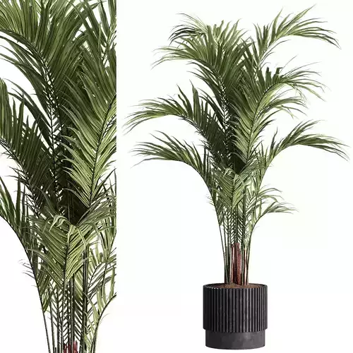 indoor plants - 30 plant in pot 3D model