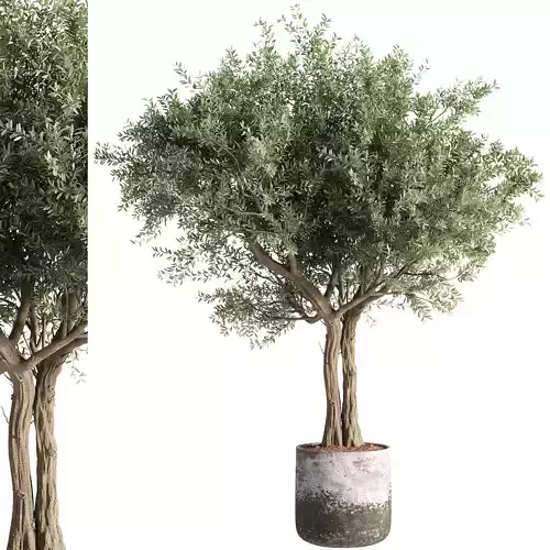 indoor plants - 35 plant in pot 3D model