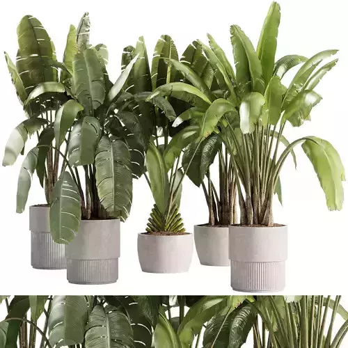 indoor plants - 36 plant collections in pot 3D model
