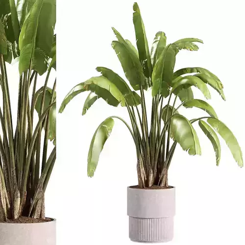 indoor plants - 37 plant in pot 3D model