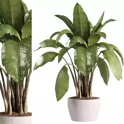 indoor plants - 38 plant in pot 3D model