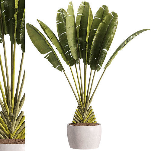 indoor plants - 40 plant in pot 3D model