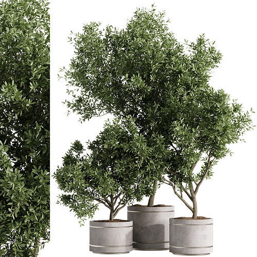 indoor plants - 42 plant in pot 3D model