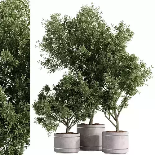 indoor plants - 42 plant in pot