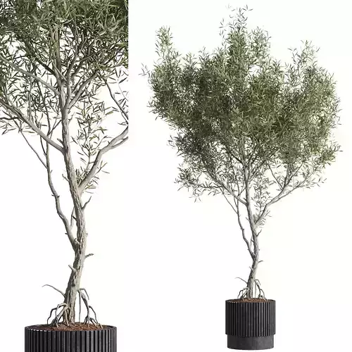 indoor plants - 43 plant in pot