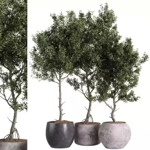 indoor plants - 44 plant in pot