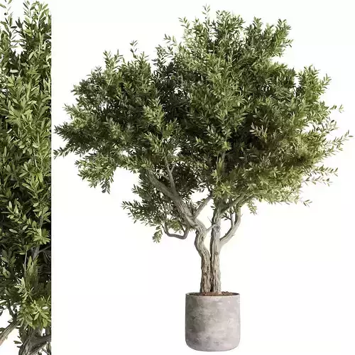 indoor plants - 46 plant in pot