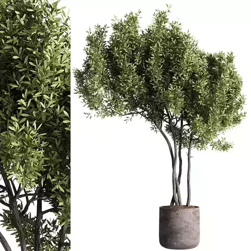 indoor plants - 47 plant in pot