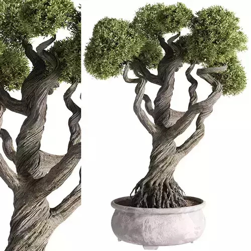 indoor plants - 48 plant in pot