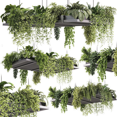 indoor plants - 51 Hanging indoor plant 3D model