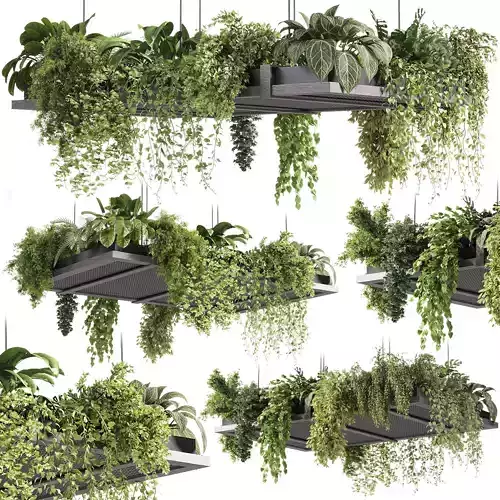 indoor plants - 51 Hanging indoor plant