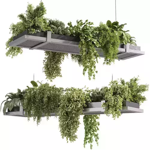 indoor plants - 52 Hanging indoor plant