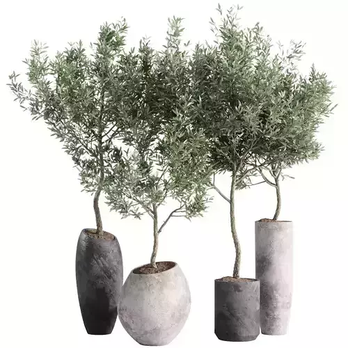 indoor plants - 55 plant in pot