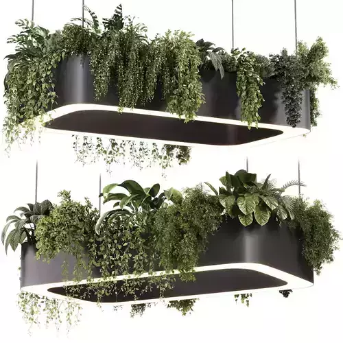 indoor plants - 56 Hanging indoor plant