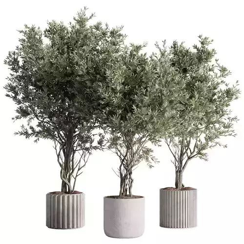 indoor plants - 57 plant in pot