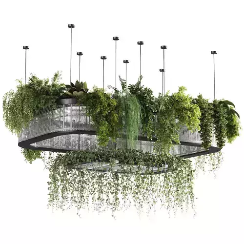 indoor plants - 62 Hanging indoor plant