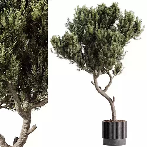 indoor plants - 63  plant in pot