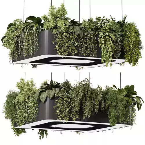 indoor plants - 64 Hanging indoor plant