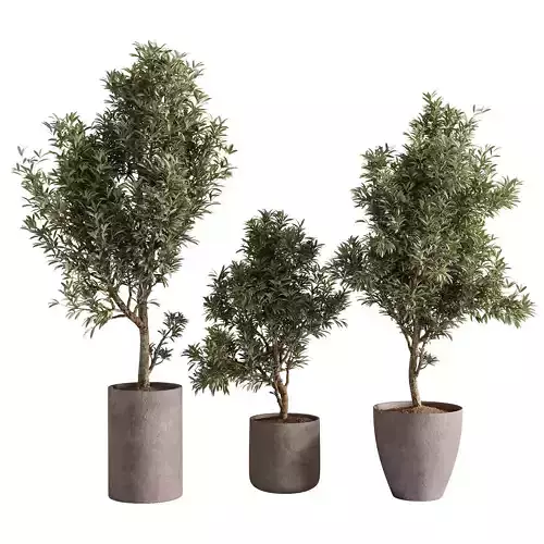 indoor plants - 65 plant in pot